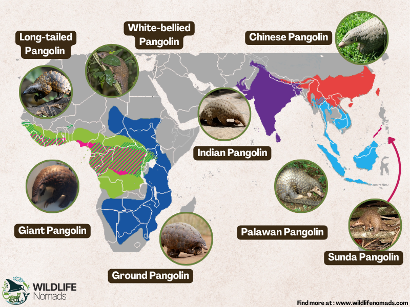 a map showing the distirbution of all pangolin species in asia and africa