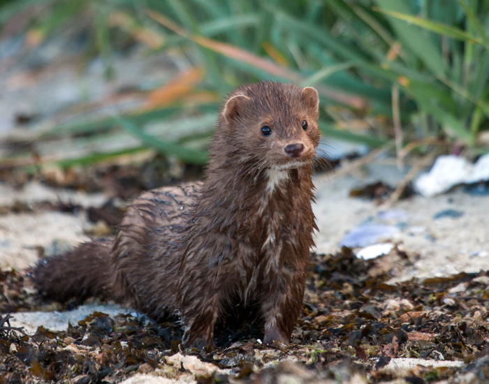 american mink in the wild on the ground