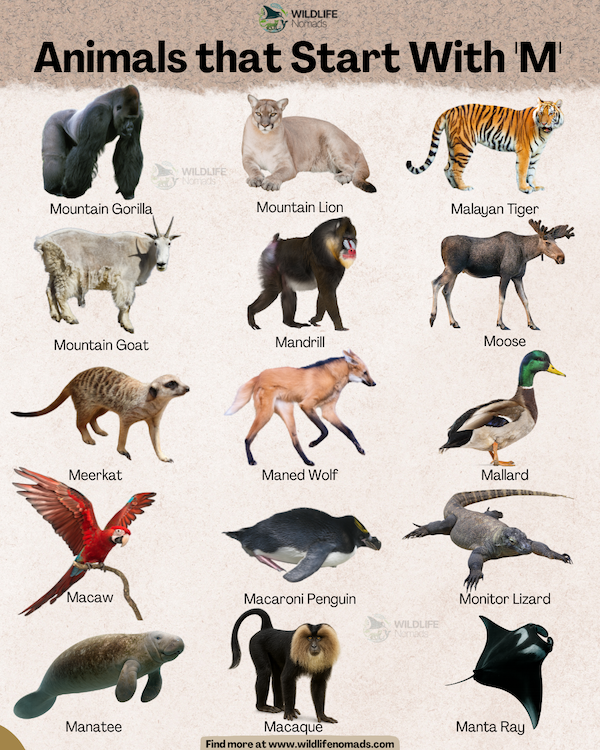 infographic shwing 14 Animals that Start With 'M' including mandrill macaque, moose among others