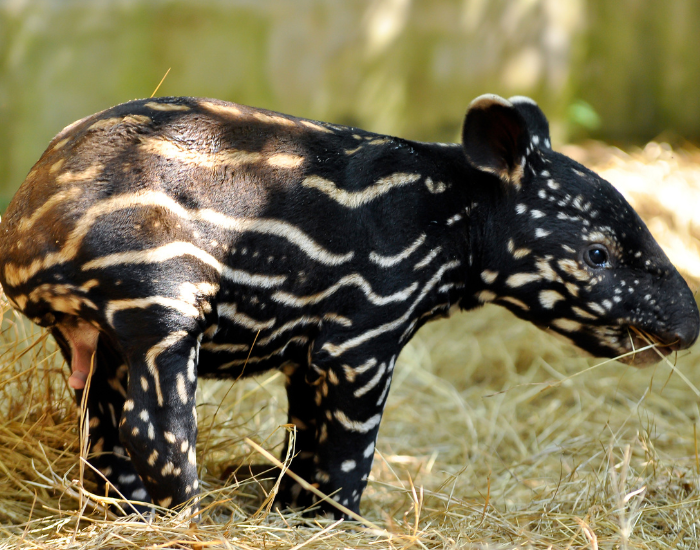 baby tapir standing still