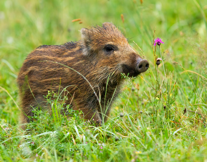 a baby wild boar standing on grass