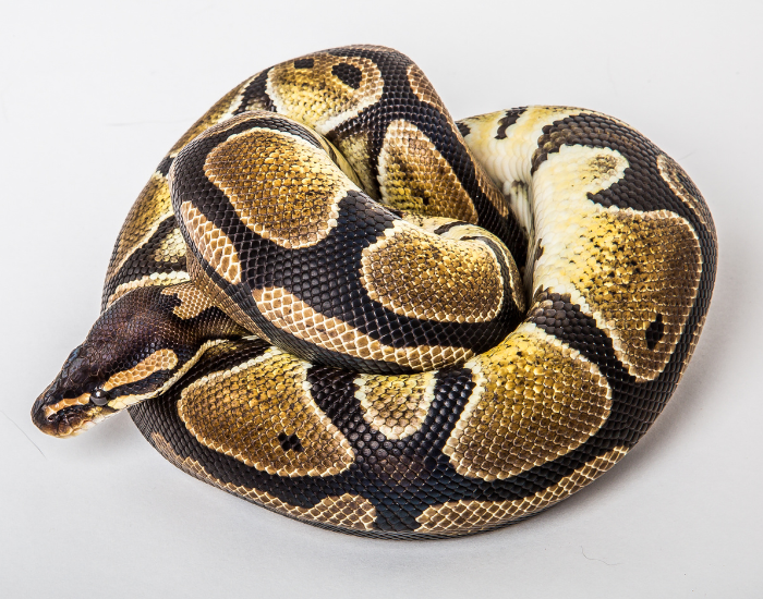 ball python coiled in a ball