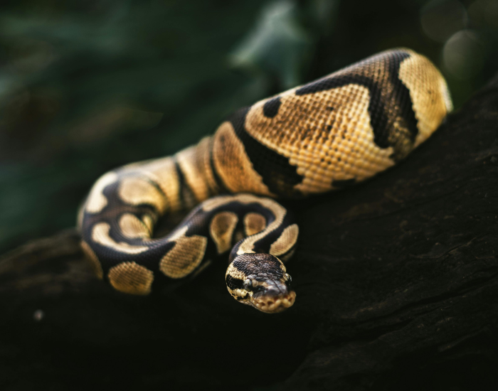 a ball python sitting on a log