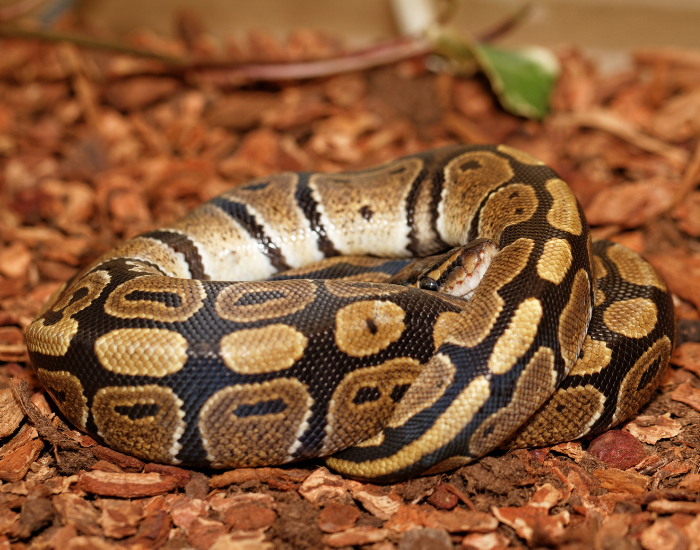 a ball python coiled in a ball