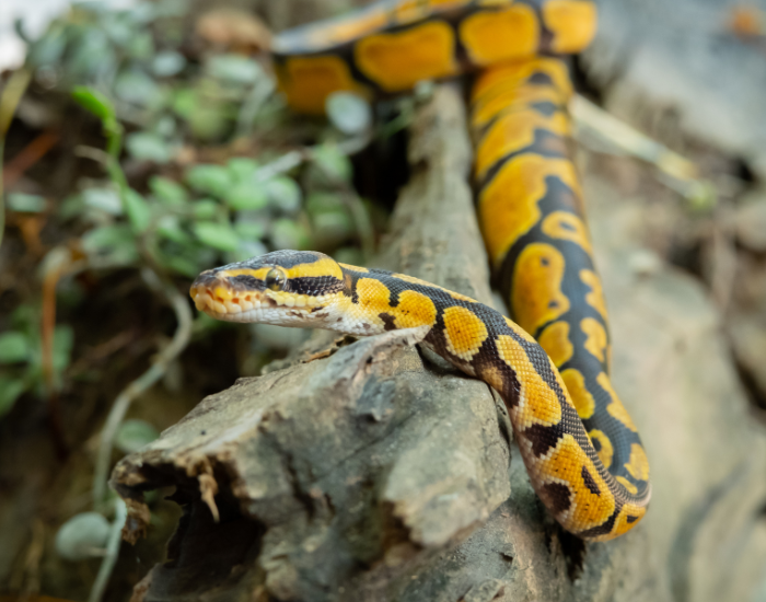 a ball python on a rock