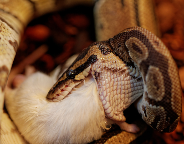 ball python eating a rat