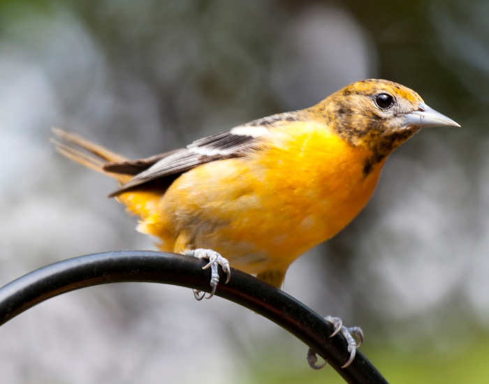a female baltimore oriole sitting on piece of metal