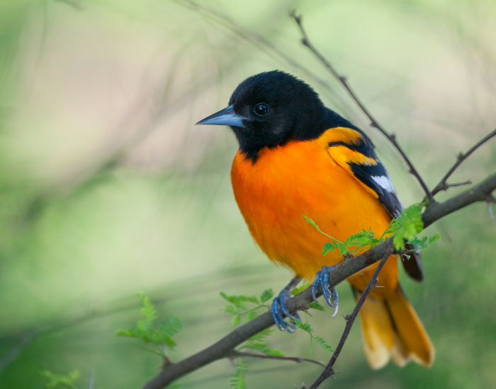 a Baltimore oriole sitting on a tree branch