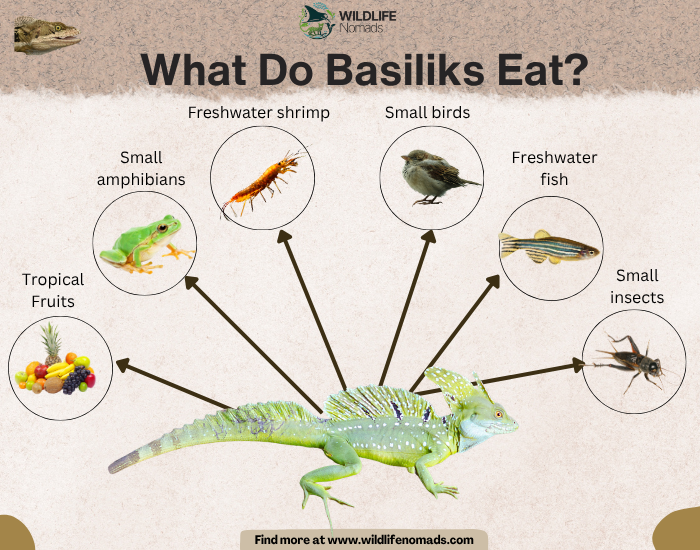 a diagram showing the main six food sources for basiliks