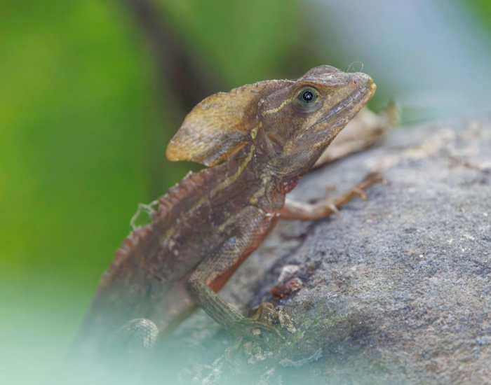 Brown Basilisk close up on top of a rock