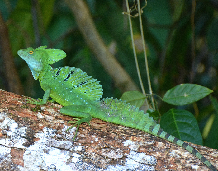 common basilisk in its habitat forest