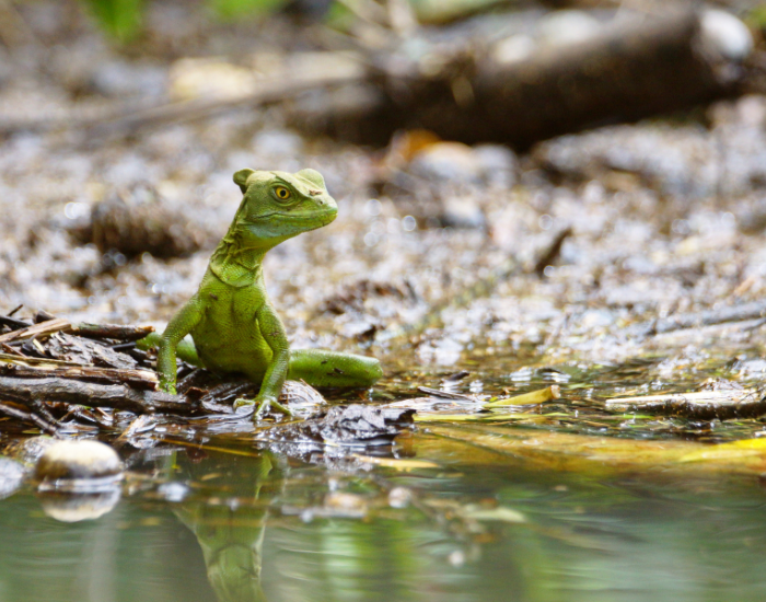 basilisk next to a river on a rocky shore