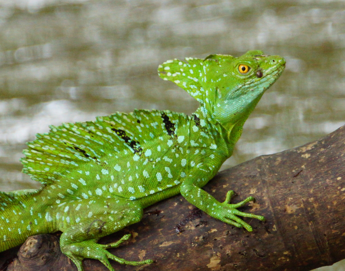 common basilisk on top of a log
