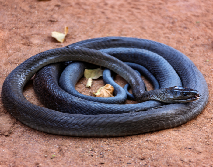 a coiled black mamba on the ground
