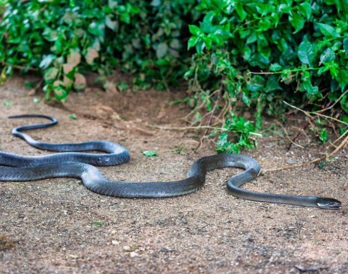 black mamba crawling on the ground in its natural habitat
