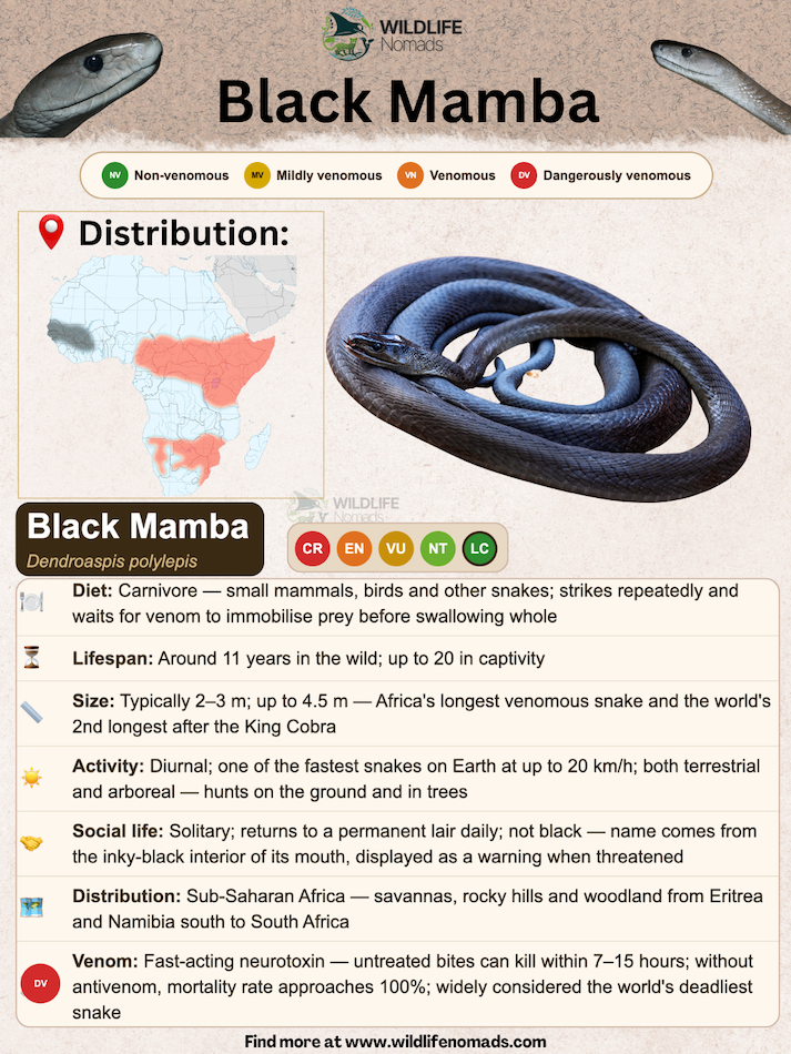 an infographic showing facts and species profile of a black mamba
