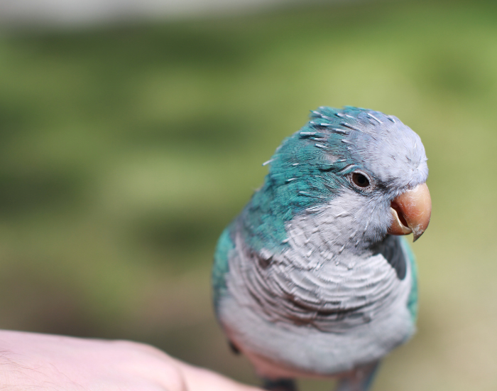 a blue parakeet close up standing on a human hand