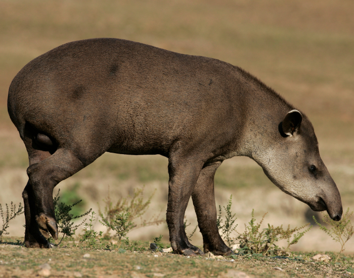 a brazilian tapir in the wild looking down during a sunny day
