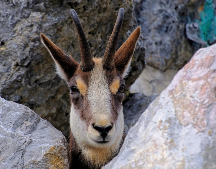 close up of a chamoi head