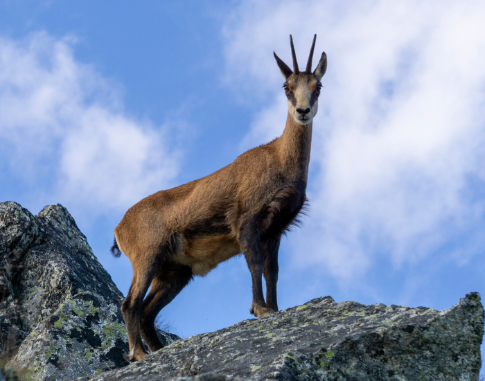 a chamoi standing on a rock