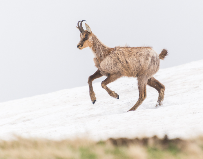 a chamoi walking on snow