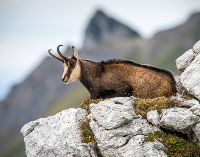 a chamoi laying on a rock in the mountains