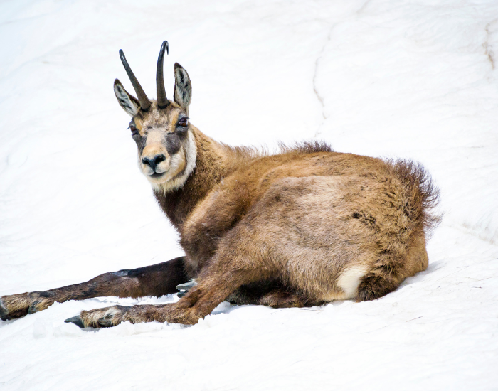 a chamoi goat laying over snow in winter