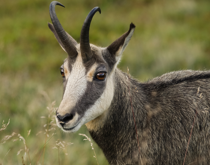 close up of a chamois head