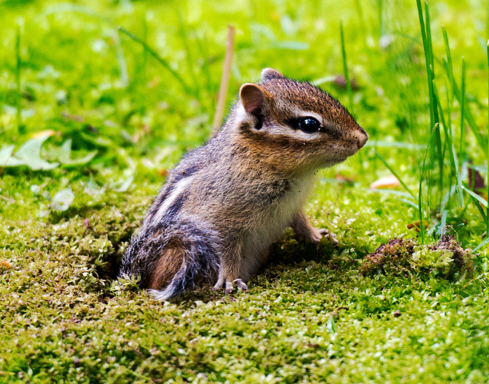 a chipmunk hiding on a burrow