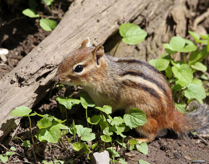 a chipmunk in the wild