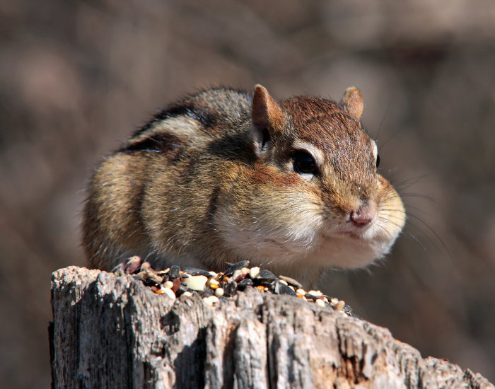 close up of a chipmunk standing on a cut log with big cheeks