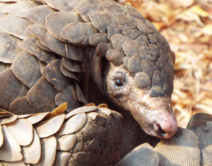 close up of a pangolin head