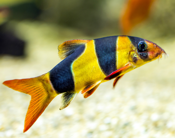 a clown loach SUSPENDED ON WATER