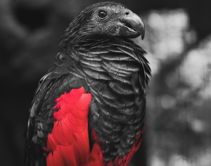 close up of a dracula parrot upper body and head