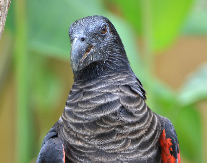 close up of a dracula parrot head
