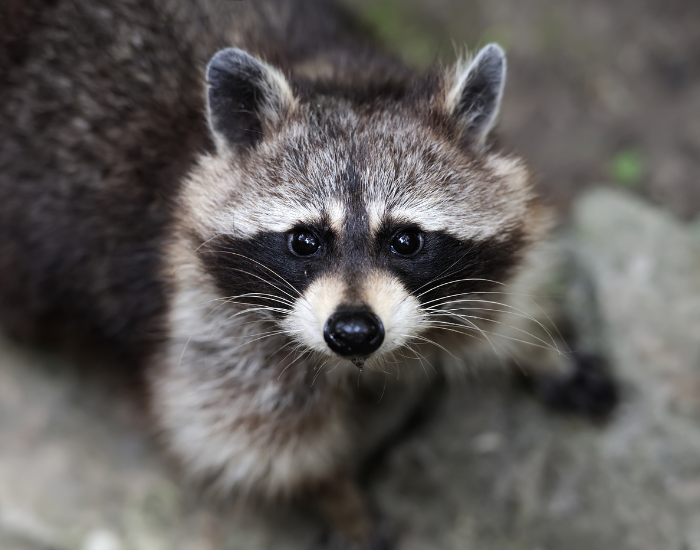 close up of a common raccoon showing its black mask