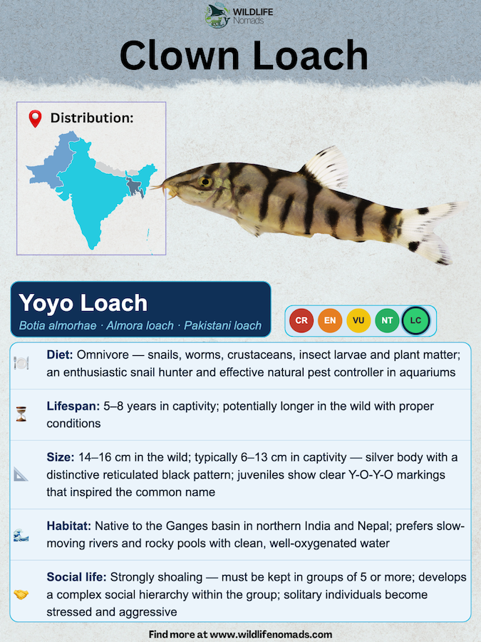 Clown Loach species profile showing important information