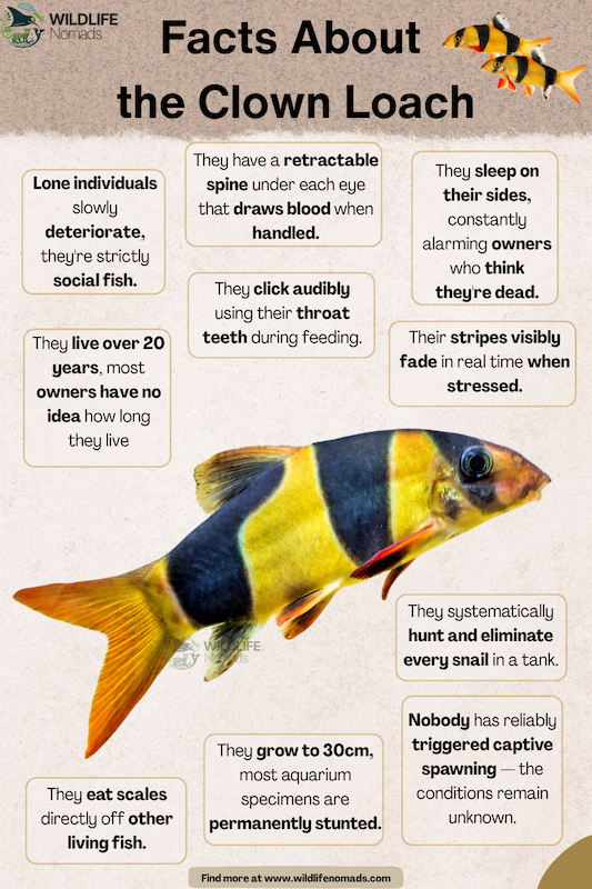 Facts About the Clown Loach infographic 