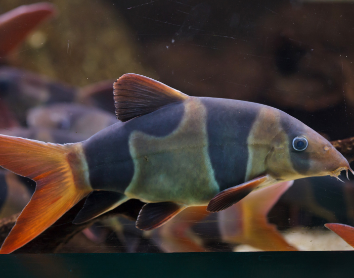close up of a clown loach
