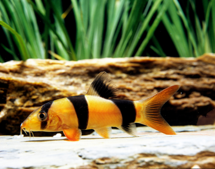  a clown loach laying close to the tank floor