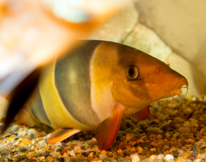close up of a clown loach