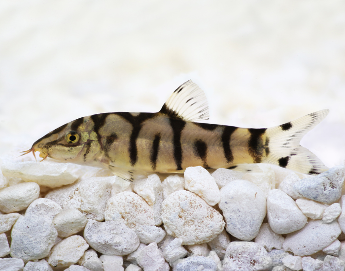 yoyo loch suspended in water floating with pebbles in a tank