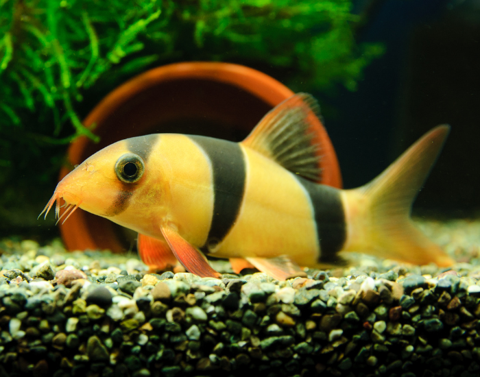 clown loach swimming close up