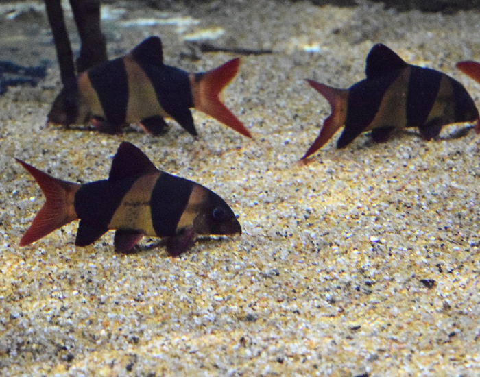 three fish schooling in a tank