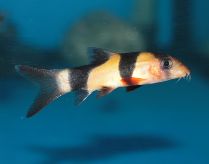 a clown loach with blue crystal wateron the background