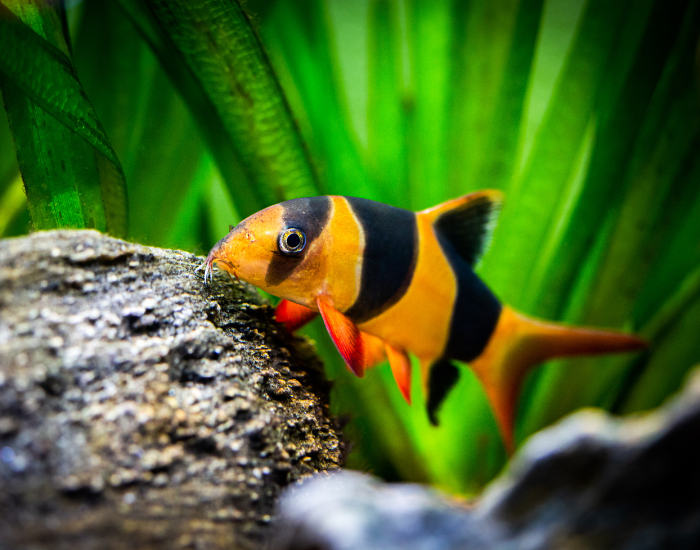 a clown loach next to a rock suspended inside a tank
