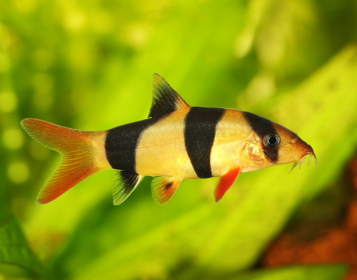 clown loach swimming underwater