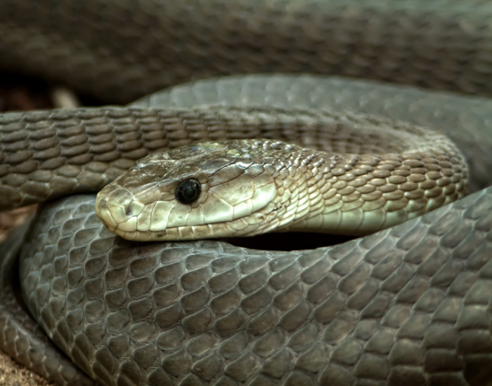 a coiled black mamba