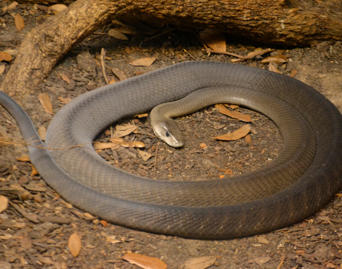  a black mamba coiled on the ground