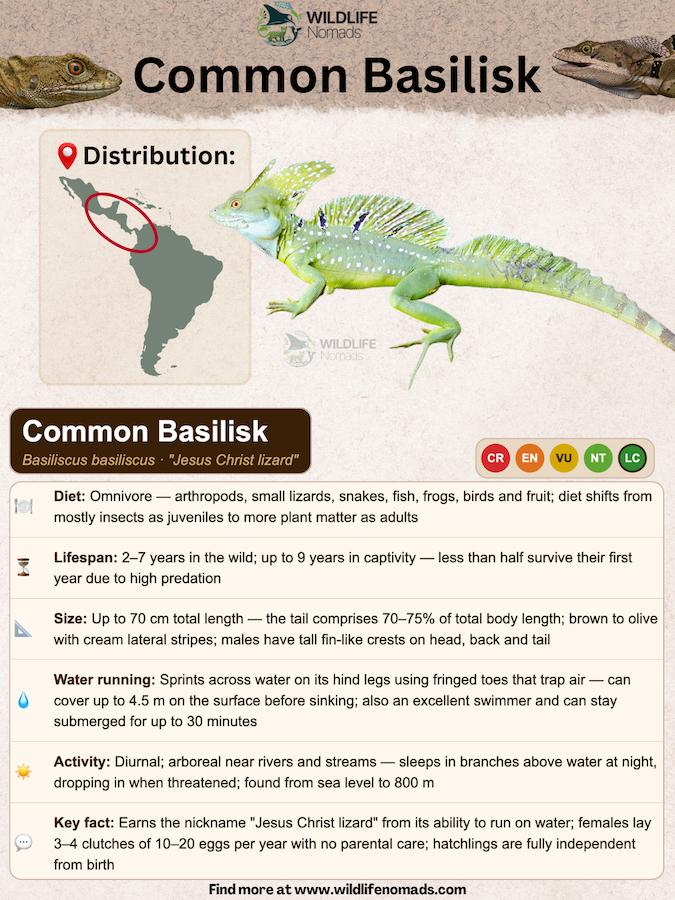 Common Basilisk species profile showing important biological information